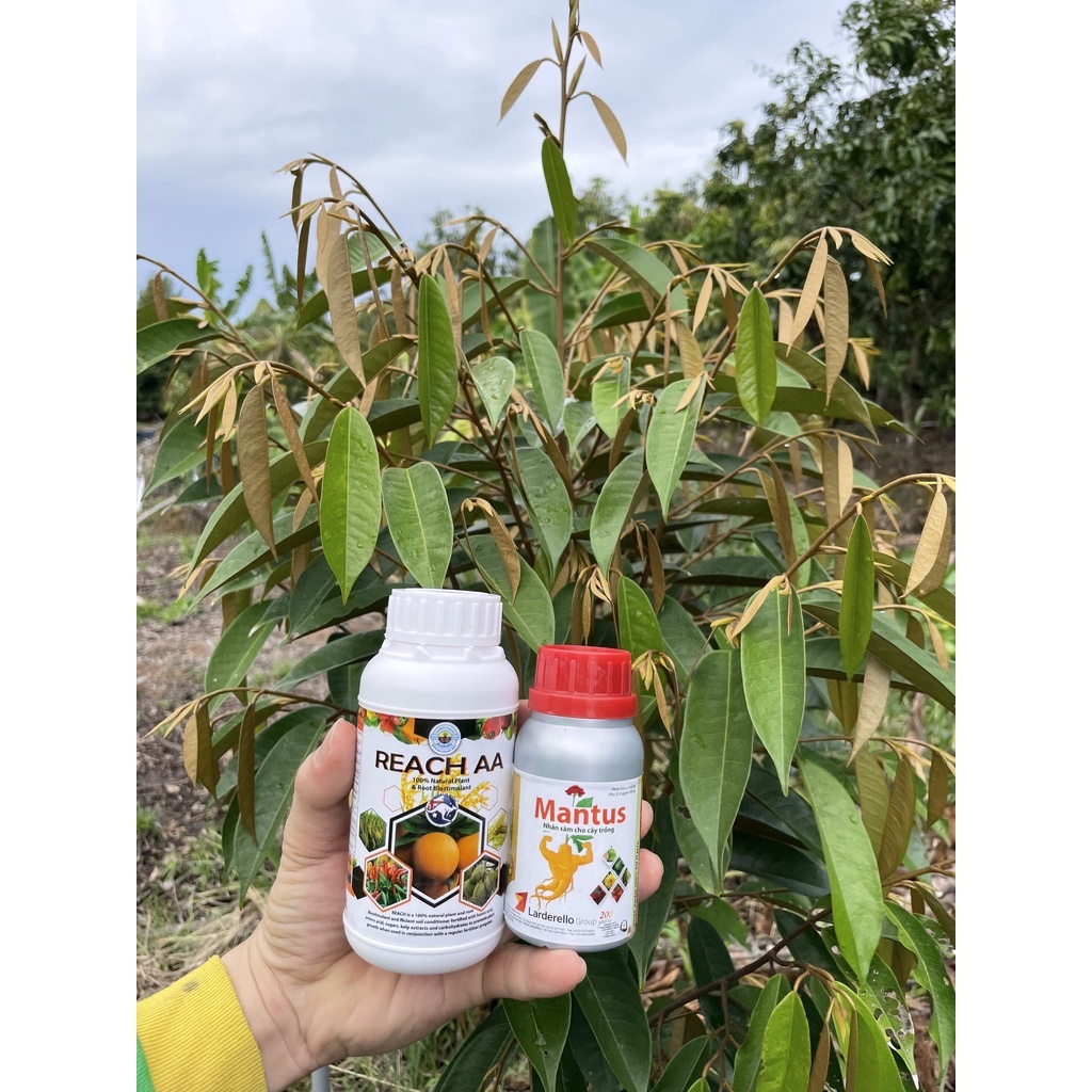 REACHES AA - AMINO ACID NHẬP KHẨU TỪ AUSTRALIA