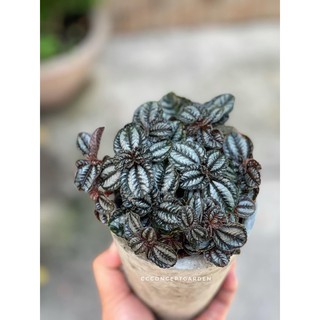 Chậu Xi Măng Ly 16x9cm