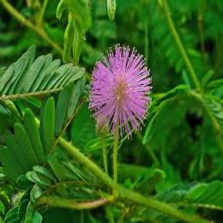 Hạt giống hoa MIMOSA ( cây trinh nữ)- 10 hạt