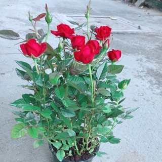 Hoa Hồng Đỏ