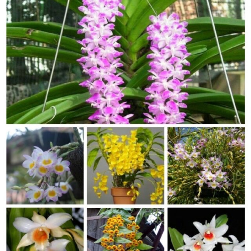 Phân Bón Siêu Lân 10-60-10+TE, gói 1kg, tạo mầm hoa, Kích ra hoa lan, kéo đọt