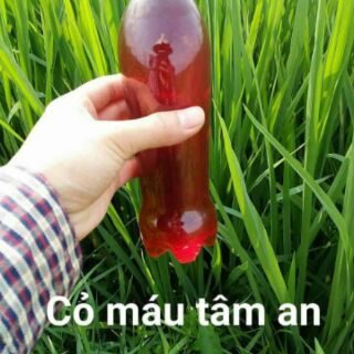 Cỏ máu Tâm An Quảng Bình