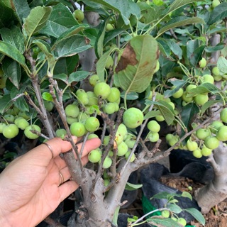 Cây giống các loạ