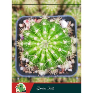 Xương rồng bí xanh - bá tử (Echinopsis Calochlora)
