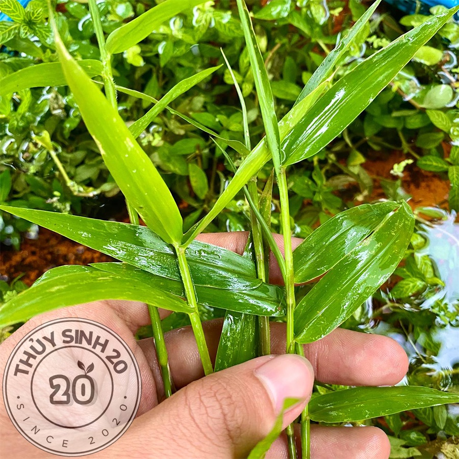 Tre cây thủy sinh cắt cắm