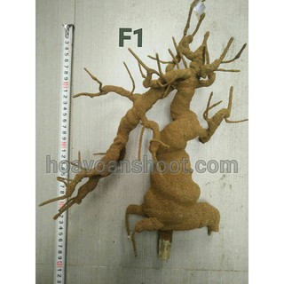 gốc bon sai F1 ( làm mai, đào)