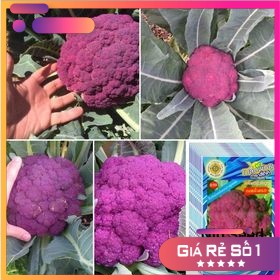Hạt Giống Súp Lơ Tím - 0,5Gr