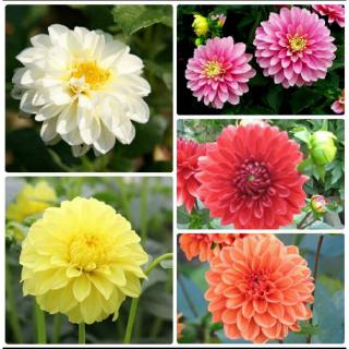Hạt Giống Hoa Thược Dược Nhiều Màu