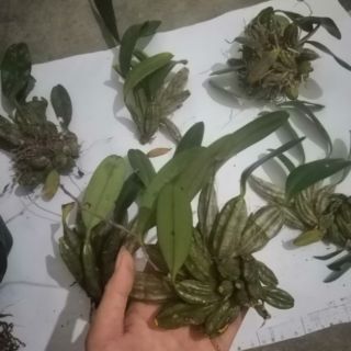 1 khóm hoa vảy rồng(khóm nhỏ)[SHOP UY TÍN]