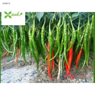 Hạt Giống Ớt hàn Quốc 30 Hạt