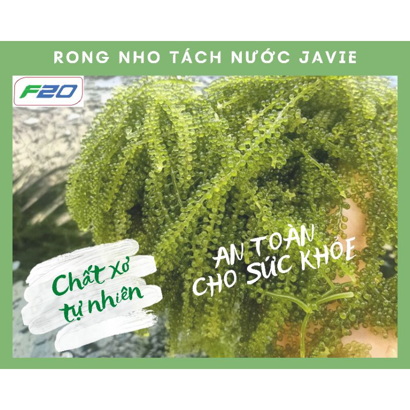 100gr Rong nho Tươi được Tách nước gói gọn 30gr Rong nho Khô