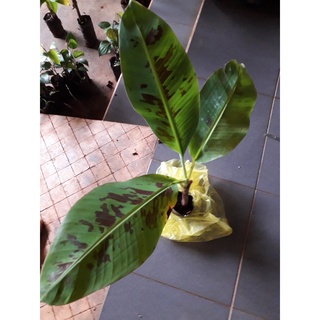 CÂY GIỐNG CHUỐI LABA [ ĐẶC SẢN LÂM ĐỒNG ]