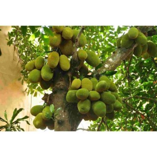 Cây Giống Mít Dai