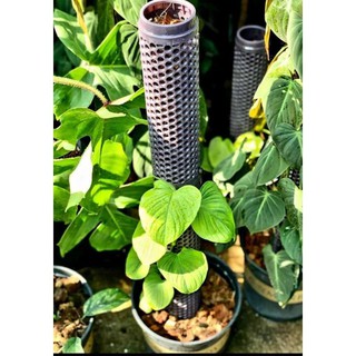 TRỤ CHO CÂY TRẦU BÀ LEO