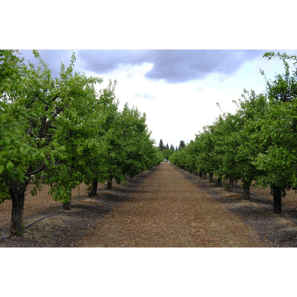 Mận đen sấy dẻo Alesto Pflaumen 500g