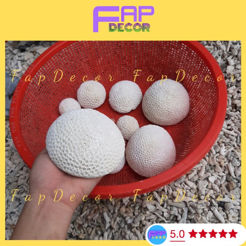 San Hô Bánh Bao Biển Thiên Nhiên Trang Trí Bể Cá, Thủy Sinh Trang Trí Nhà Cửa - FapFood