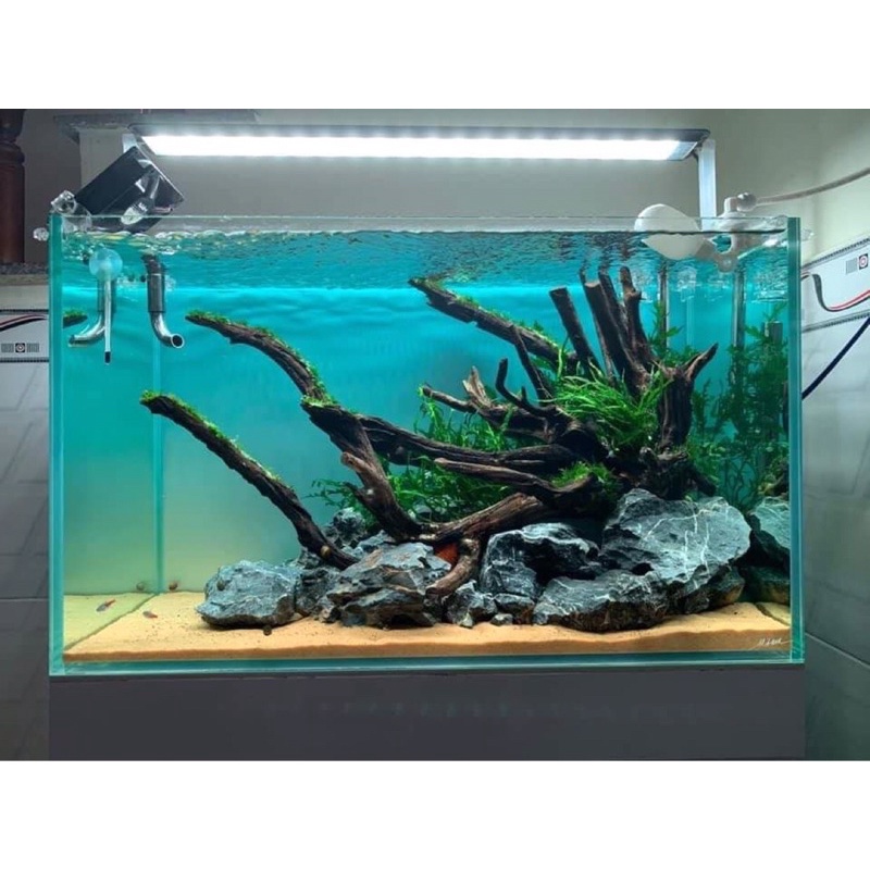 SIÊU RẺ - Tranh bể cá phong cách OCEAN - Giá tận gốc