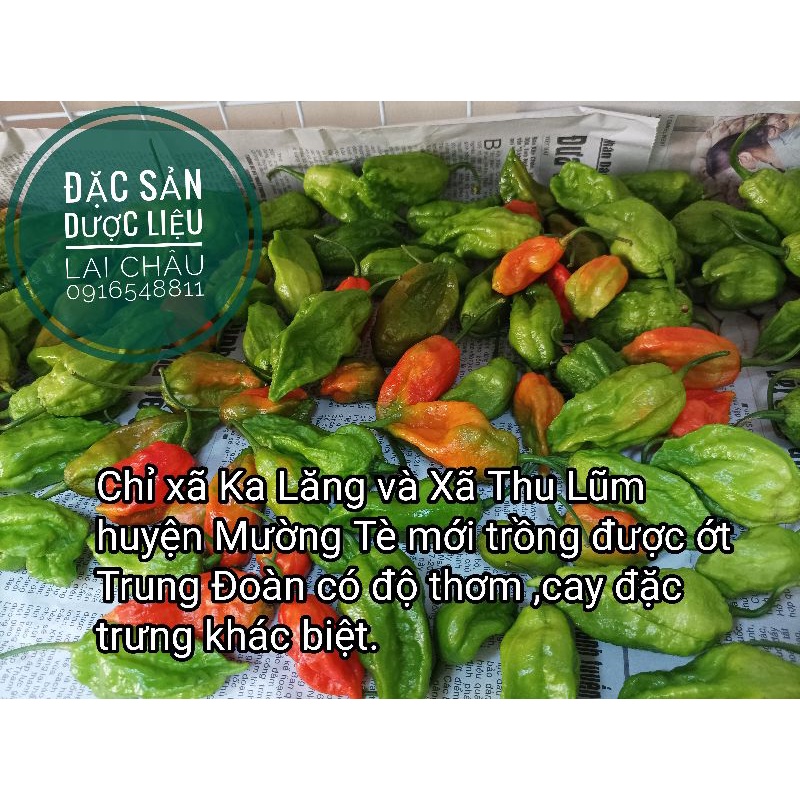 Ớt trung đoàn Mường Tè Lai Châu, ớt cay nhất Việt Nam
