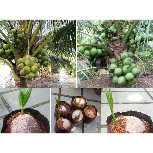 Cây Dừa Xiêm Dứa