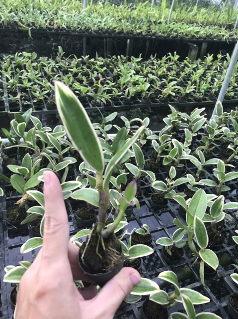 Hoa lan thongchai gold