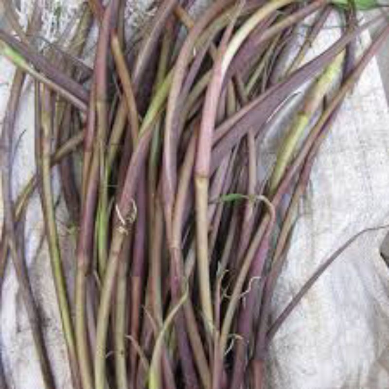 Ngồng Khoai  Nấu Canh Bó 1KG