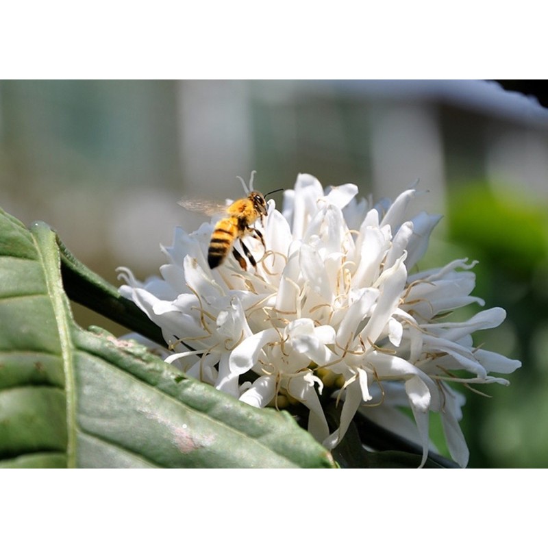 Mật ong hoa cà phê nguyên chất 100% 200Ml - làm đồ uống, làm đẹp| Bột Natural