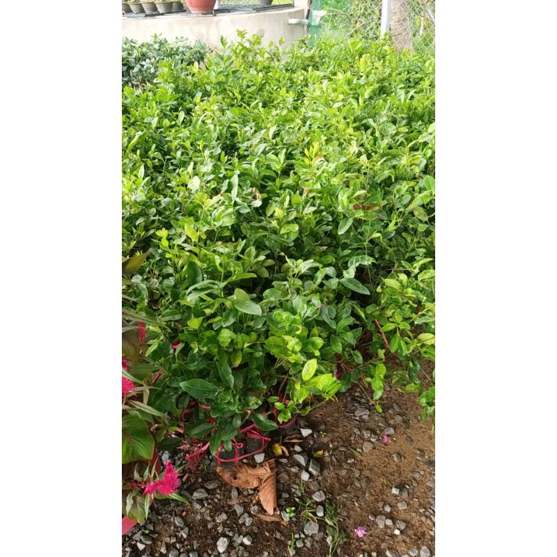 CHANH BÔNG TÍM CHÙM TỨ QUÝ