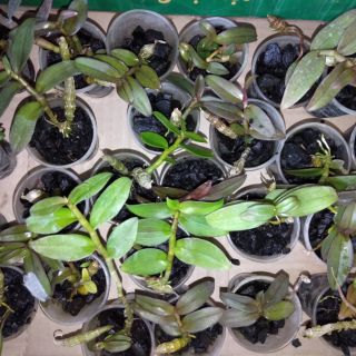 Hoa phong lan giả hạc chumoray