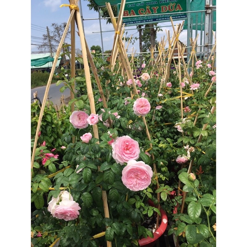 Sỉ 1 cây hoa hồng leo moncour hồng dễ thương dễ trồng