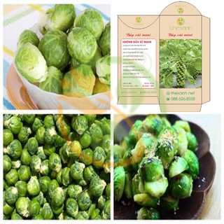 Bộ 1 gói hạt giống Bắp cải mini - THEXANH