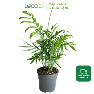 Cây Cau Tiểu Trâm để bàn chậu nhựa