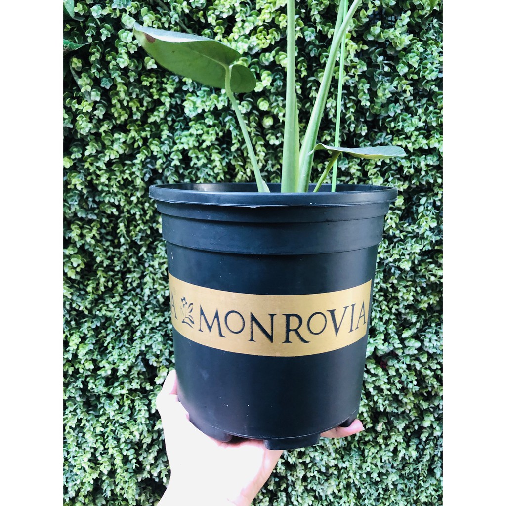 Chậu nhựa MONROVIA 2 màu sắc 4 kích thước 1GL 2GL 3GL 5GL Việt Nam - Chậu trồng cây cảnh