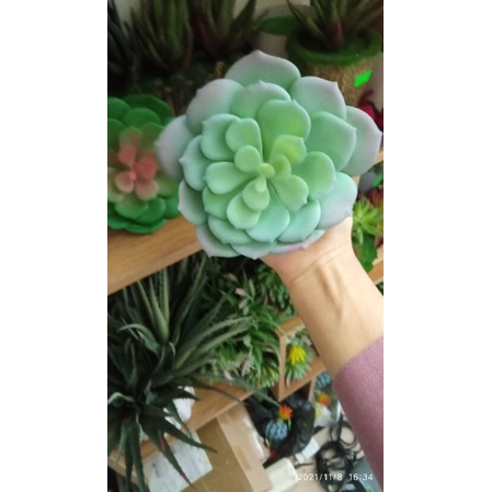 Cây giả- sen đá cánh tròn- size 13cm