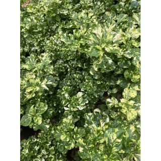 Chậu mềm dệu cẩm thạch - Alternanthera