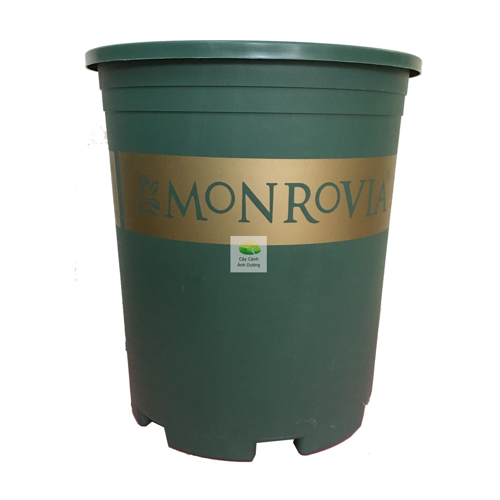 Chậu trồng cây Monrovia, chậu hoa hồng 5 Gallon (xanh, đen)