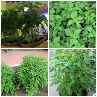 HẠT GIỐNG Rau Kinh Giới ( Rau Gia Vị Ngon) - 2 gr