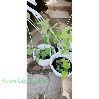 Chậu Sương Sâm