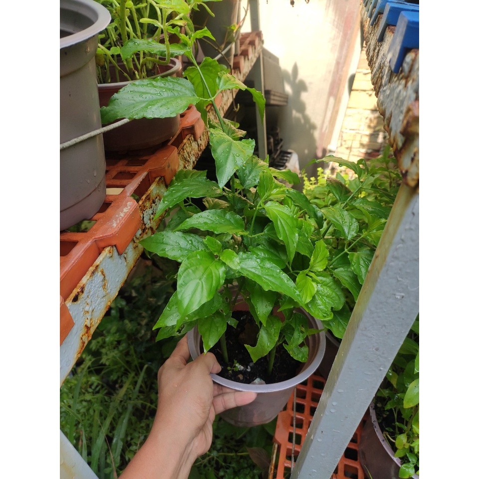 Cây xương khỉ (bìm bịp) mảnh cộng, hay lá cầm, cây mộng cộng ưu độn thảo - Clinacanthus Nutans {hình thật}