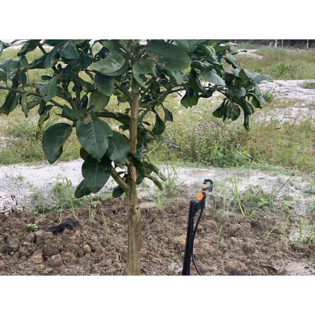 Que cắm giữ đầu tưới 43cm