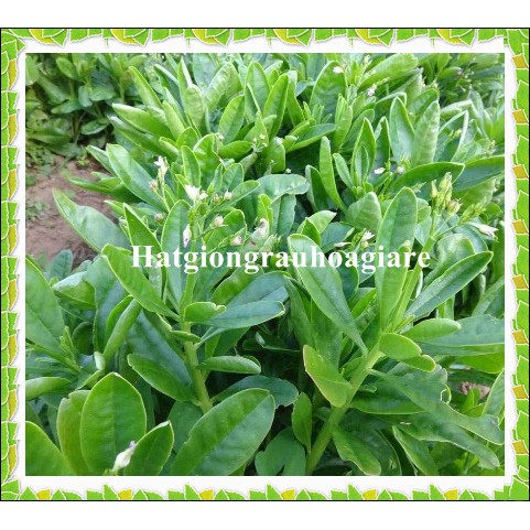 Hạt giống rau sâm đất (Thổ Sâm) tặng kèm kích mầm