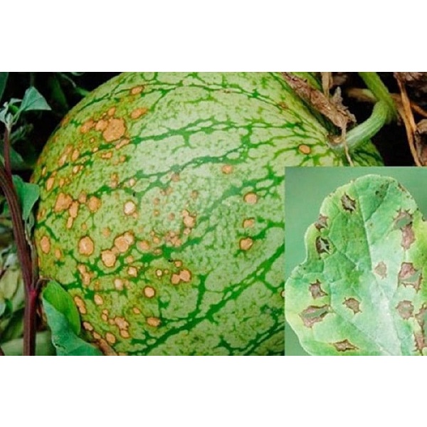 Bộ đôi An Dương xử lý nhanh thán thư, vàng rụng lá, thối trái, thân rễ, phấn trắng, héo xanh, sương mai 480ml