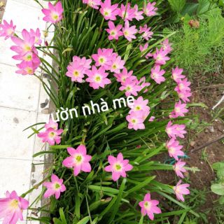 combo 5 củ huệ mưa màu hồng