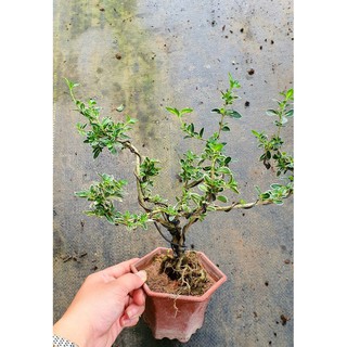 Cây Bạch Tuyết Mai💖FREESHIP💖Cây Cảnh Để Bàn Mang Đến Sự Phồn Vinh Thịnh Vượng Cho GIa Chủ