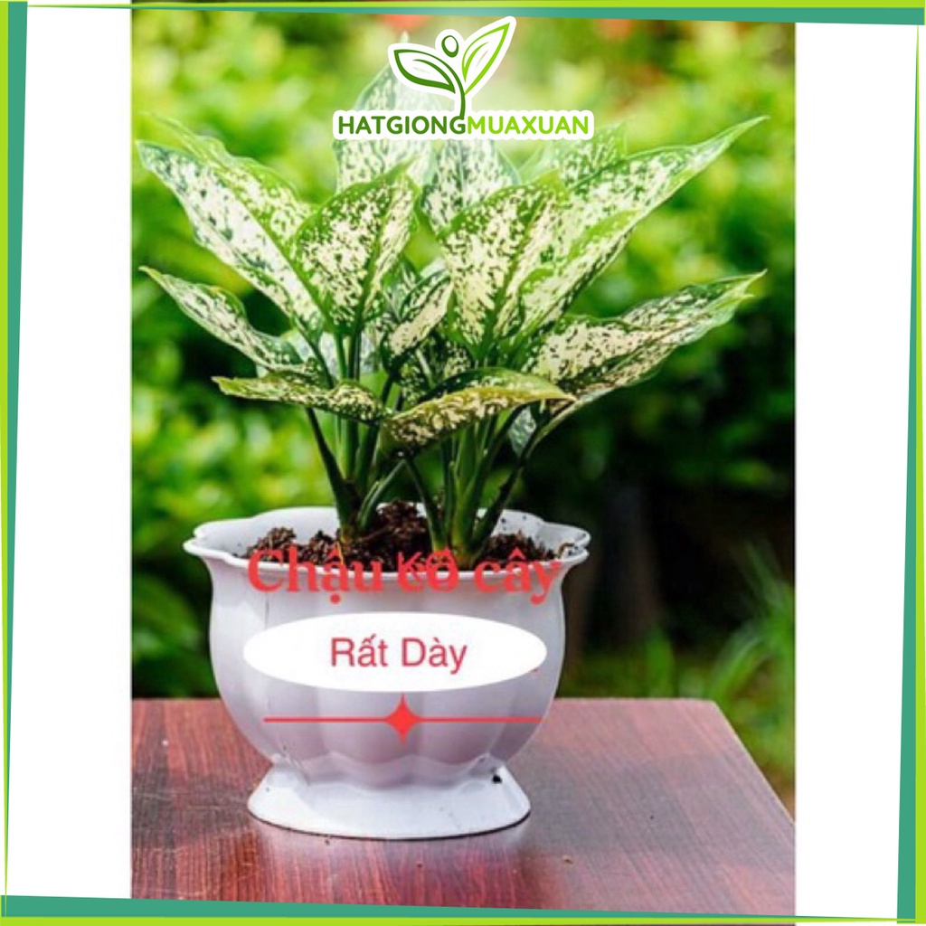 Chậu nhựa để bàn hình trái bí- siêu dày kt 30x22cm