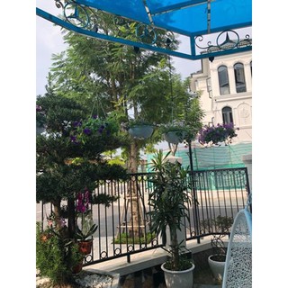 Combo 4 móc treo chậu cây thông minh