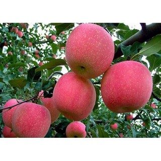 Cây táo đỏ lùn giống nhập khẩu ( Tặng Thêm phân và kích rễ)