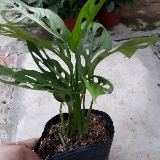 💚 Cây trầu bà lỗ💚