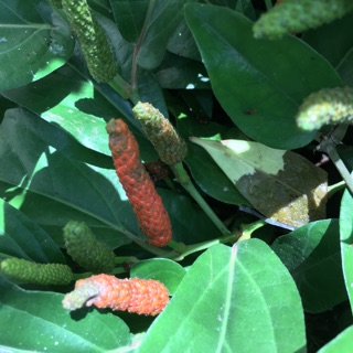 Cây tiêu trái dài ,ăn rất cay thơm