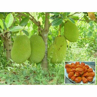 MÍT THÁI RUỘT ĐỎ CÂY GIỐNG(trồng khoảng 2 năm là có quả )