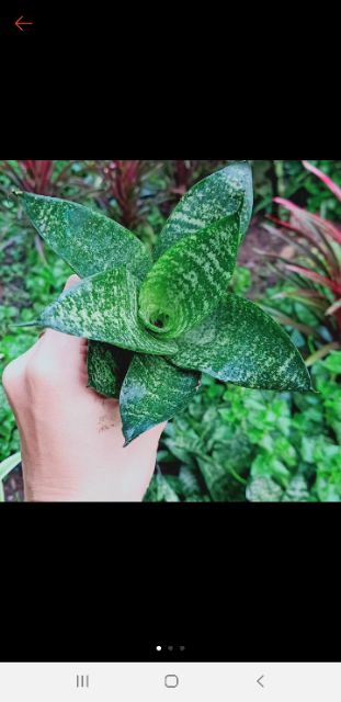 Lưỡi hổ lùn